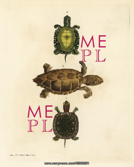 : Painted turtle and loggerhead sea turtle (endangered) : Painted turtle and loggerhead sea turtle (endangered)