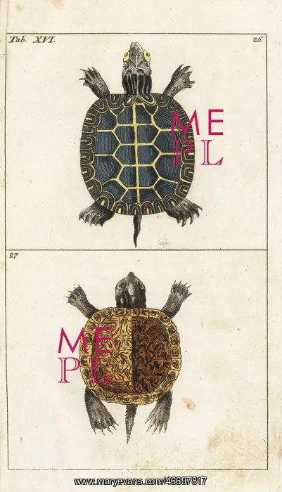  : Painted turtle and yellow-bellied slider