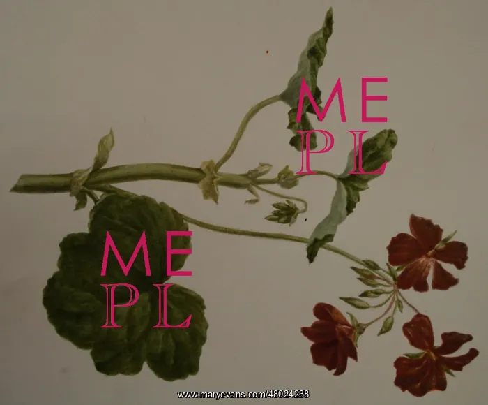 : Painting of a geranium : Painting of a geranium