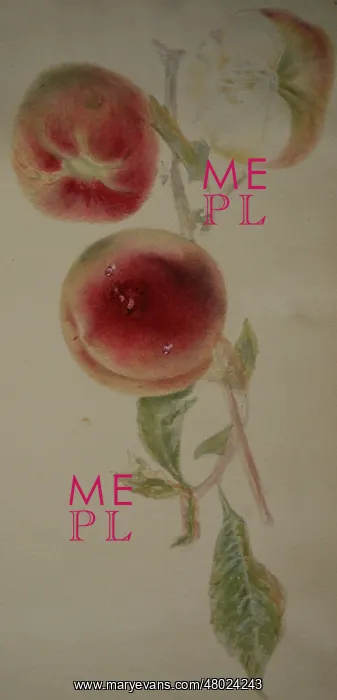 : Painting of peaches on a branch : Painting of peaches on a branch