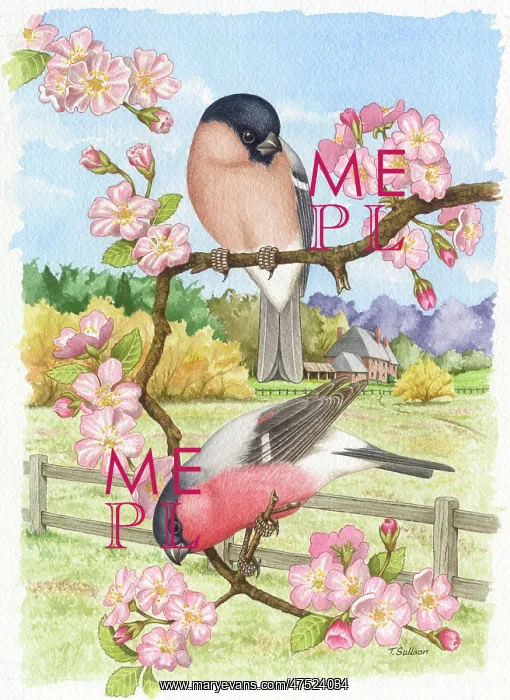 : A Pair of Bullfinches on Apple Blossom : A Pair of Bullfinches on Apple Blossom