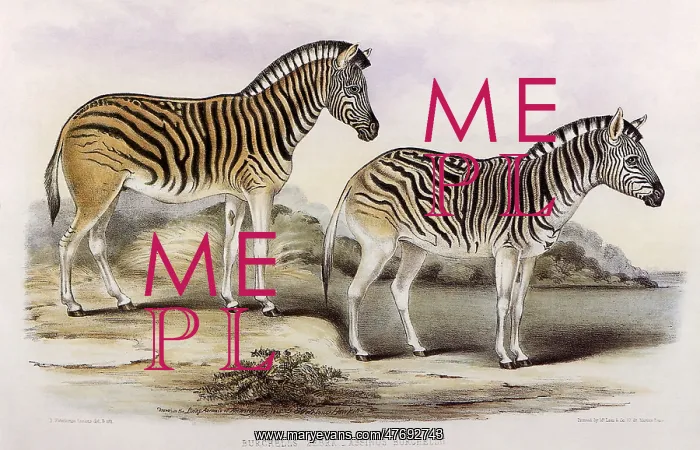 : A pair of Burchell's Zebras : A pair of Burchell's Zebras