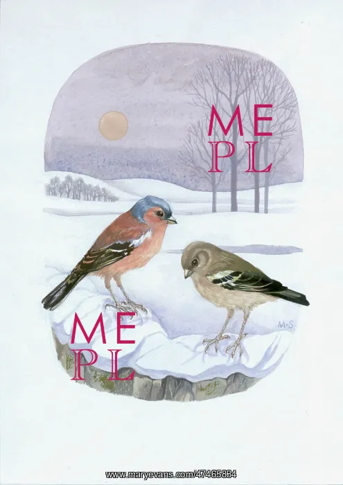  : Pair of Chaffinches ? wintry sun and snow