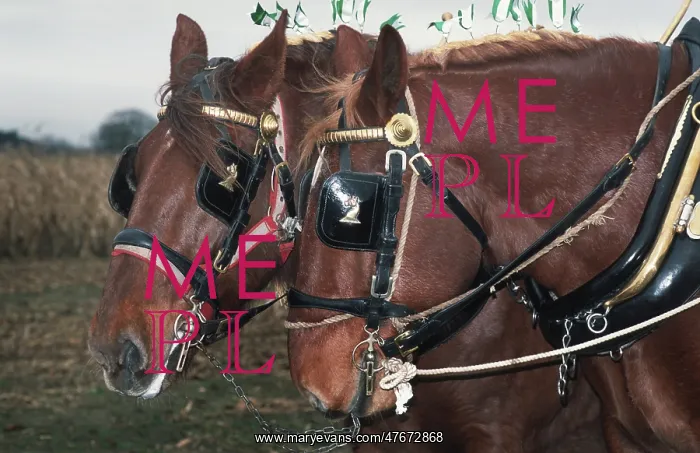 : A pair of chestnut Suffolk Punch working horses in harness : A pair of chestnut Suffolk Punch working horses in harness