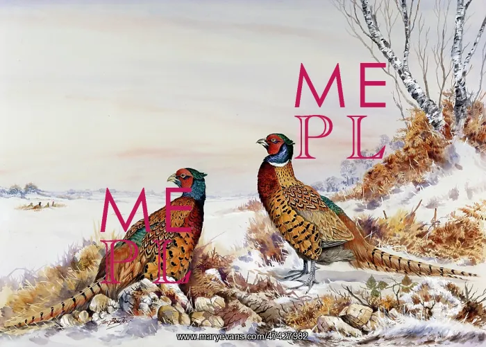  : Pair of Cock Pheasants in the Snow