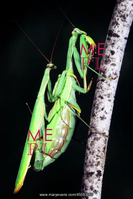  : A Pair of Copulating Praying Mantis Insects