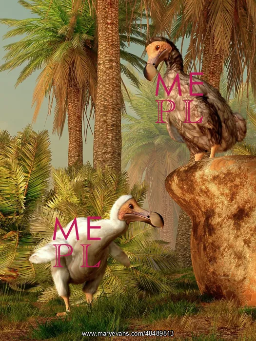 : A pair of Dodo birds play a game of hide-and-seek : A pair of Dodo birds play a game of hide-and-seek