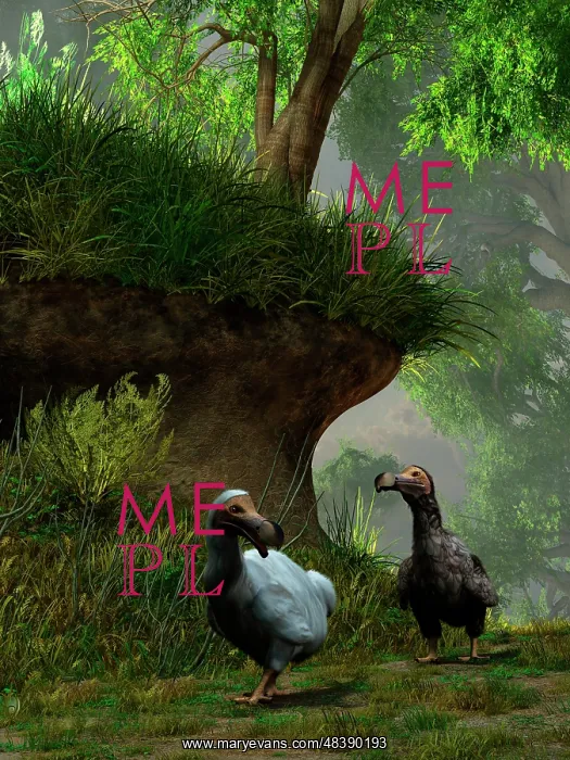 : A pair of Dodo birds waddle along a forest path : A pair of Dodo birds waddle along a forest path