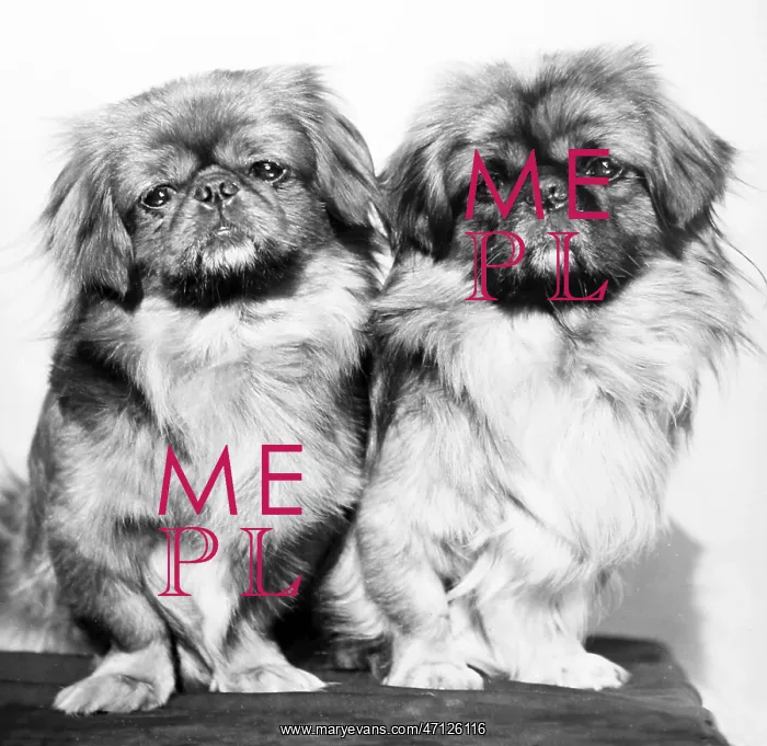  : Pair of dogs