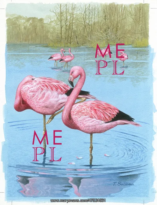 : Pair of Flamingos with others behind : Pair of Flamingos with others behind