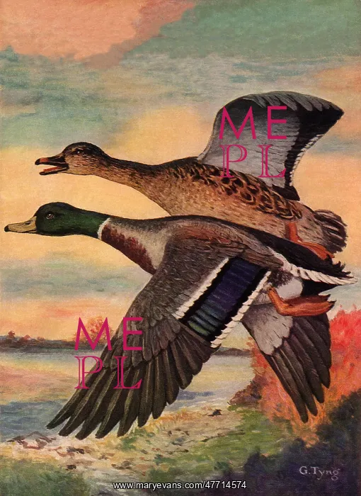  : Pair of Flying Mallards