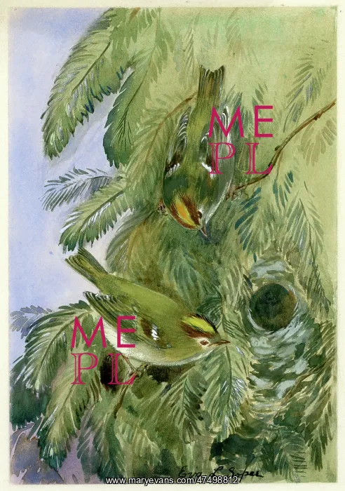 : A pair of Goldcrests : A pair of Goldcrests