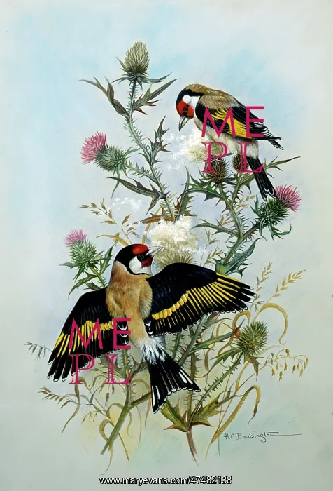  : Pair of Goldfinches on Thistle