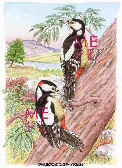 : A Pair of Great Spotted Woodpeckers : A Pair of Great Spotted Woodpeckers