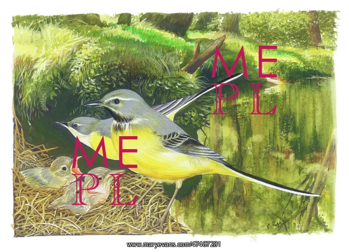 : Pair of grey wagtails and three fledglings : Pair of grey wagtails and three fledglings