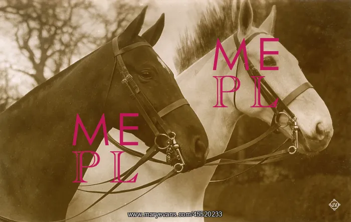  : Pair of Show Horses or Hunters