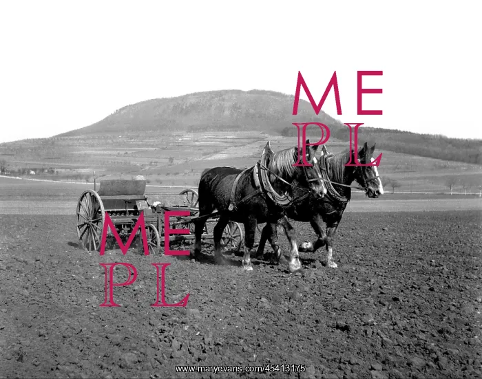 : Pair of horses work on field near Rip Mountain : Pair of horses work on field near Rip Mountain