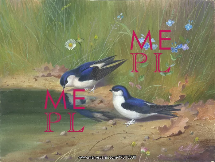 : A Pair of House Martins : A Pair of House Martins