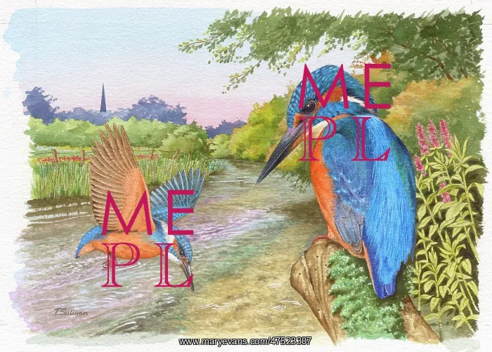  : Pair of Kingfishers by a River