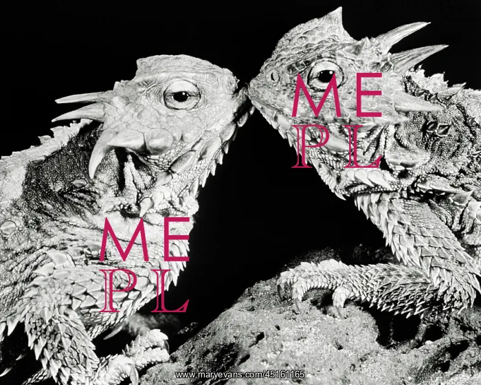: Pair of Lizards Kissing : Pair of Lizards Kissing