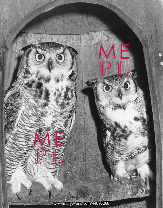 : A pair of long-eared owls : A pair of long-eared owls