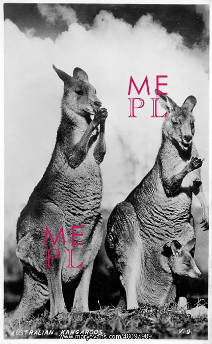 : A pair of native Australian Kangaroos : A pair of native Australian Kangaroos
