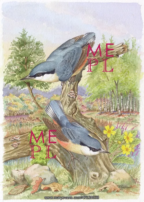 : A Pair of Nuthatches in a forest clearing : A Pair of Nuthatches in a forest clearing