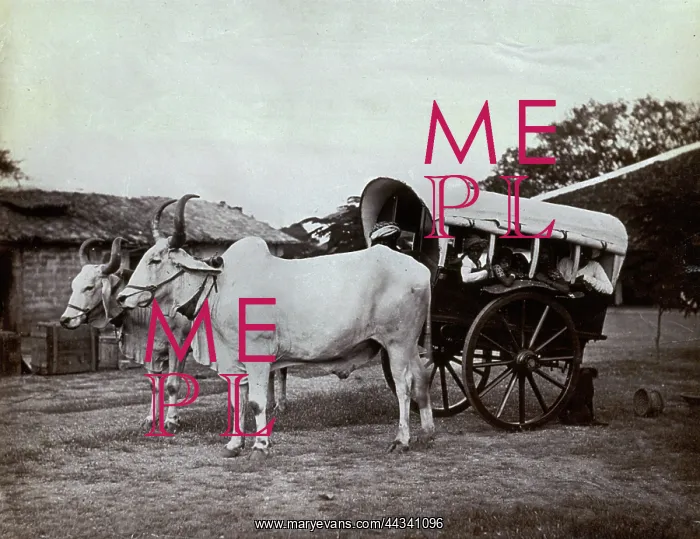 : A pair of oxen yoked : A pair of oxen yoked