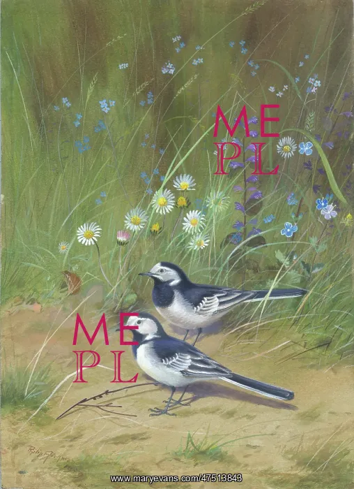 : A pair of pied wagtails : A pair of pied wagtails