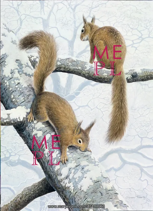  : Pair of Red Squirrels
