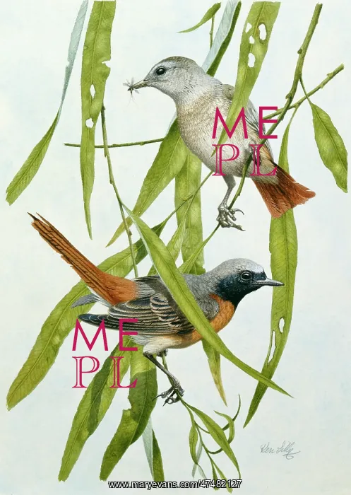  : Pair of Redstarts ' on weeping willow