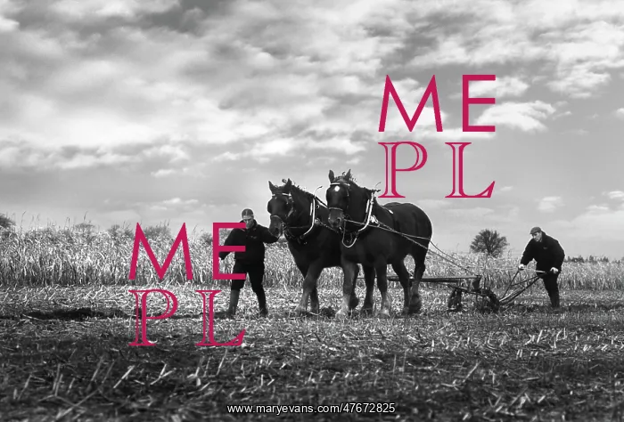  : A pair of Suffolk Punch working horses pull a plough