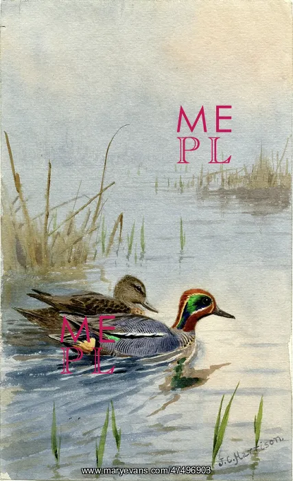  : A Pair of Teal swimming amongst the reeds