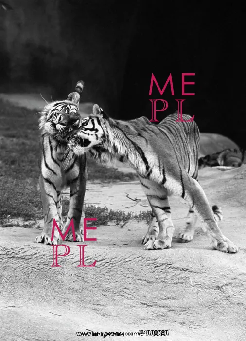  : Pair Of Tigers Standing On Rock