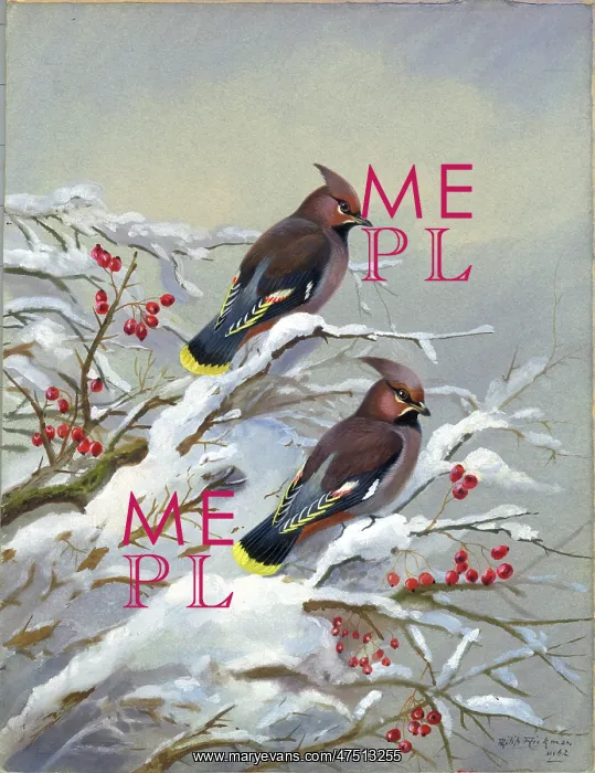 : A Pair of Waxwings on Hawthorn : A Pair of Waxwings on Hawthorn