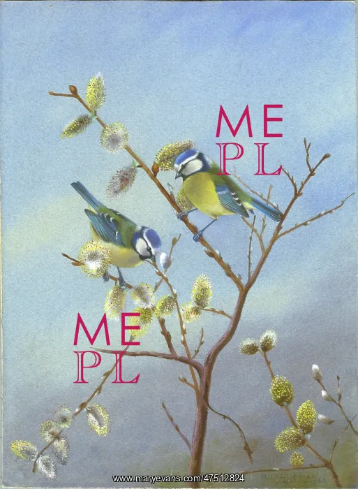 : A Pair of Waxwings on Pussy Willow