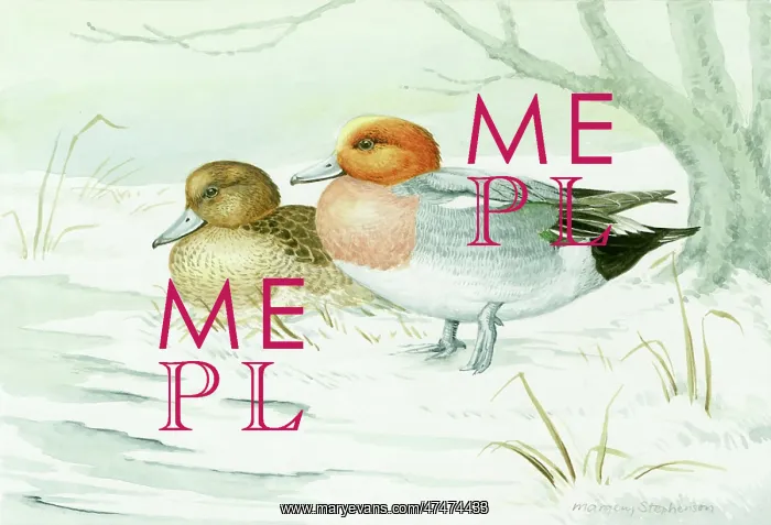  : Pair of Wigeon in the Snow ? ducks
