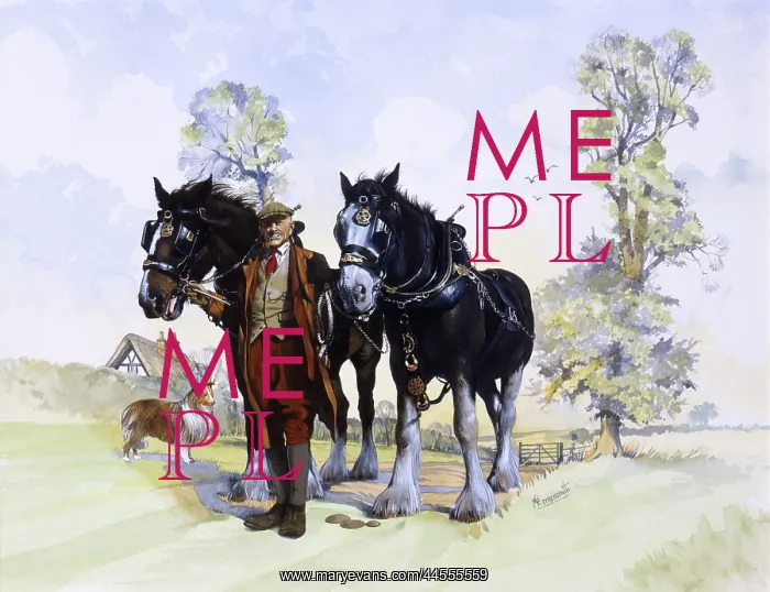 : A pair of working Shire Horses & Farmer : A pair of working Shire Horses & Farmer
