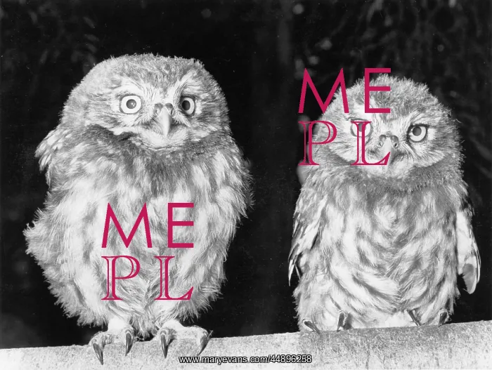 : A pair of young Little Owls : A pair of young Little Owls