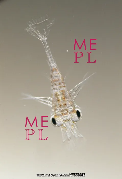 : Palaemonetes varians, ditch shrimp larva : Palaemonetes varians, ditch shrimp larva