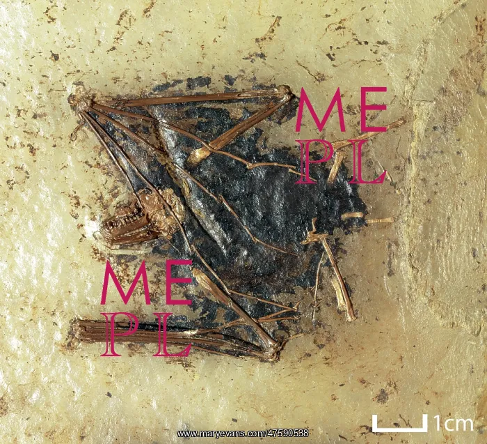 : Palaeochiropteryx tupaiodon : Palaeochiropteryx tupaiodon