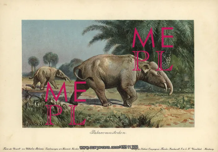 : Palaeomastodon, believed to be the ancestors : Palaeomastodon, believed to be the ancestors