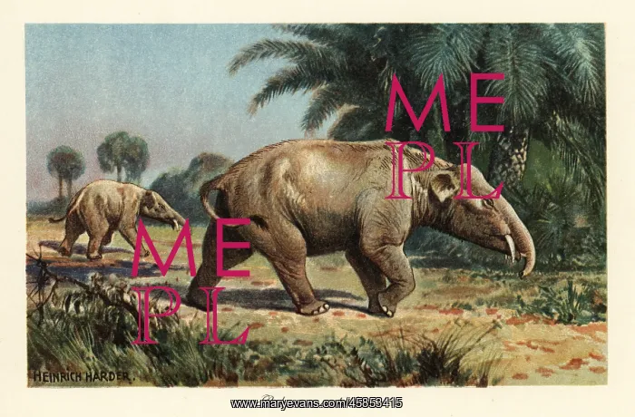 : Palaeomastodon, extinct genus of Proboscidea : Palaeomastodon, extinct genus of Proboscidea