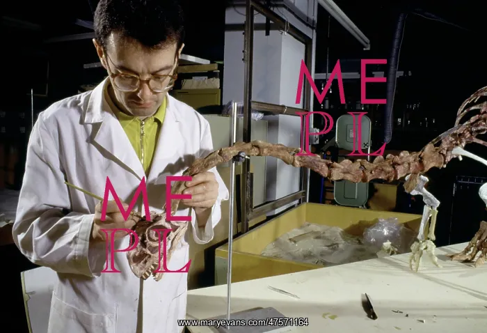 : Palaeontology laboratory : Palaeontology laboratory
