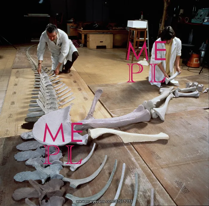 : Palaeontology laboratory : Palaeontology laboratory