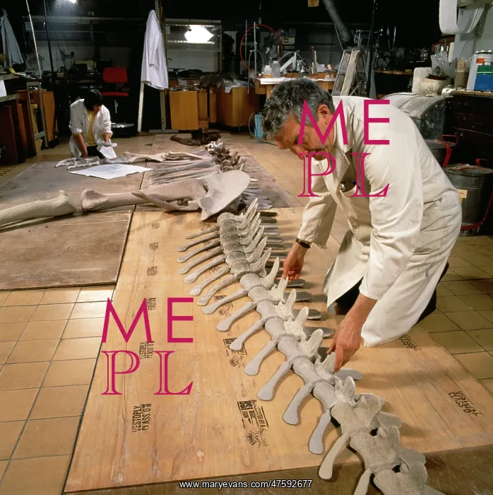 : Palaeontology laboratory : Palaeontology laboratory