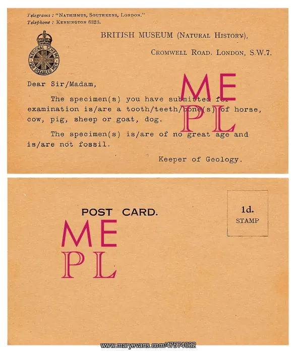 : Palaeontology Response Card : Palaeontology Response Card