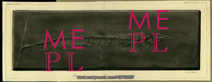 : Palaeorhynchum latum Agassiz : Palaeorhynchum latum Agassiz