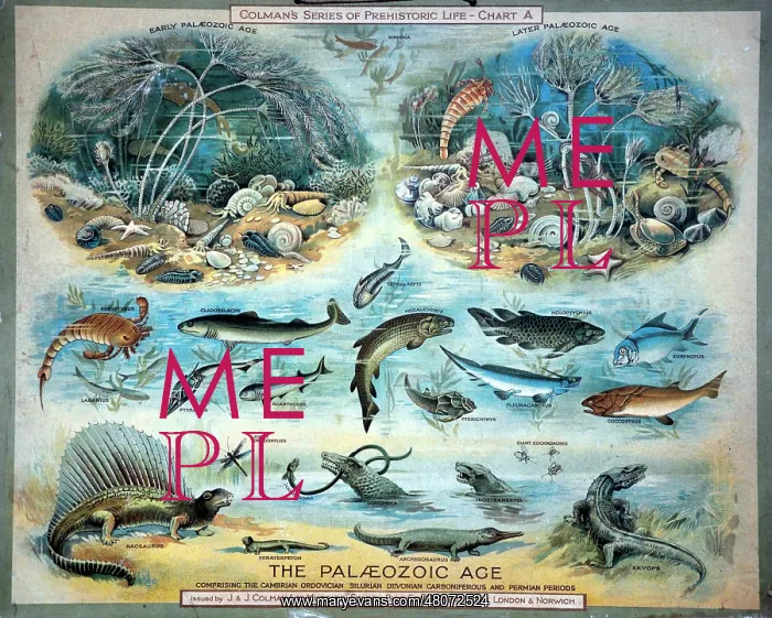 : The Palaeozoic Age : The Palaeozoic Age