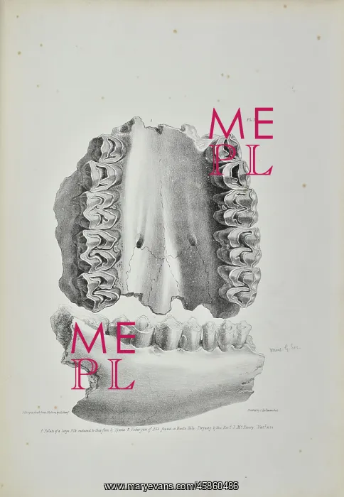 : Palate of an elk, partially eaten by a hyaena, Kent's Cavern : Palate of an elk, partially eaten by a hyaena, Kent's Cavern